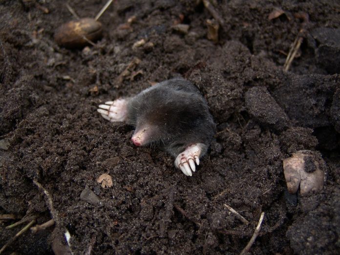 mole mole