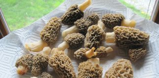 morels