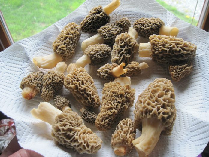 morels morels