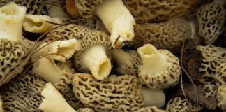 morel mushrooms