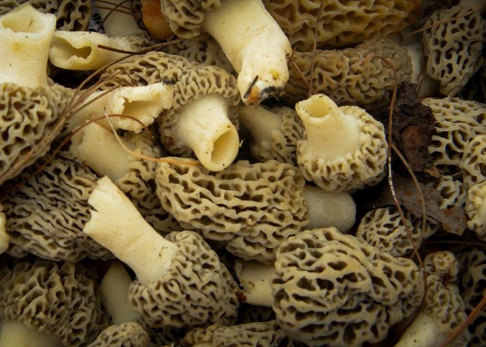morel mushrooms morel mushrooms