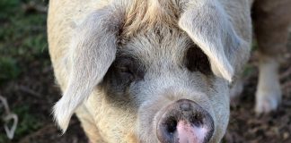 pig