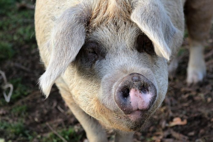 pig pig