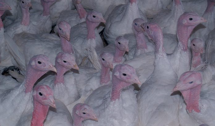 turkeys in confinement bird flu avian influenza