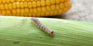 western bean cutworm (Striacosta albicosta)