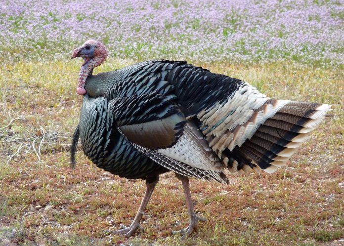 wild-turkey-956713_1280