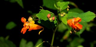 Spotted jewelweed plant.