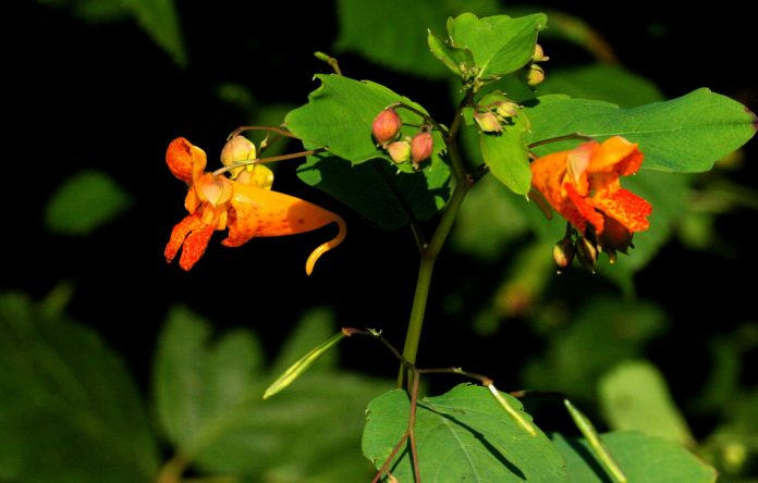 Spotted jewelweed plant. Spotted jewelweed plant.