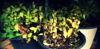 potted plants