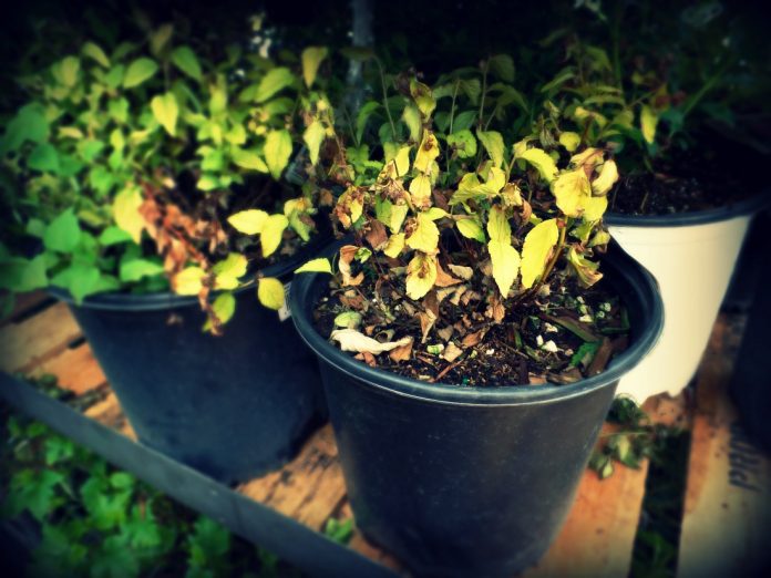 potted plants potted plants