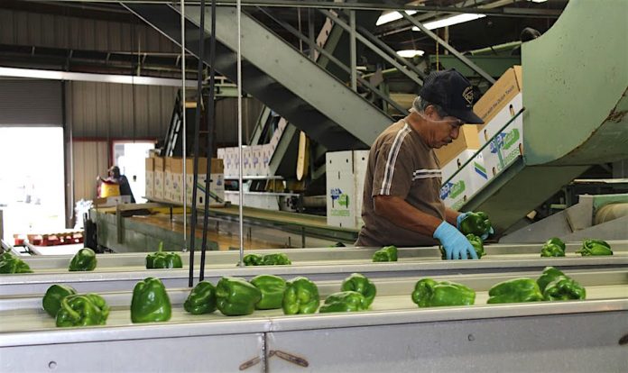 Immigration-Wiers-sorting sorting peppers