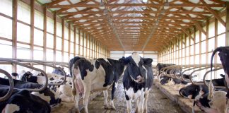 Wolff Dairy