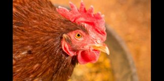 Chicken