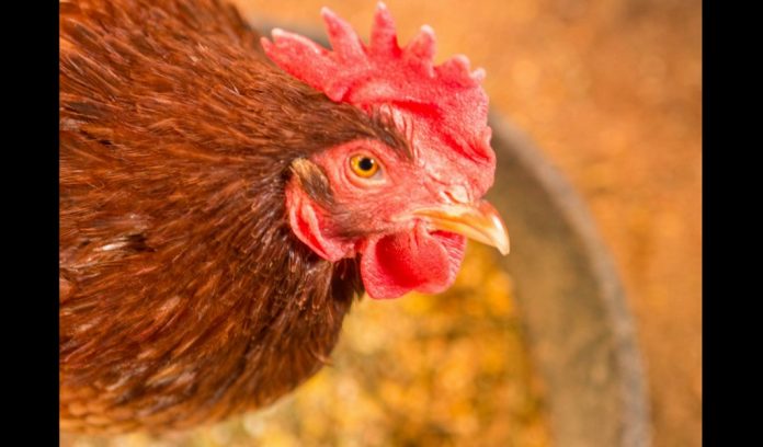 avian flu header Chicken