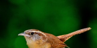 bird