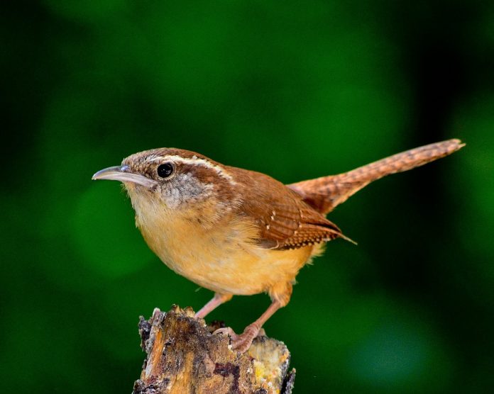 bird bird
