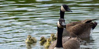 canada geese