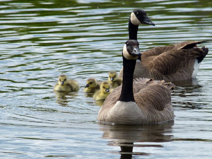 canada geese canada geese