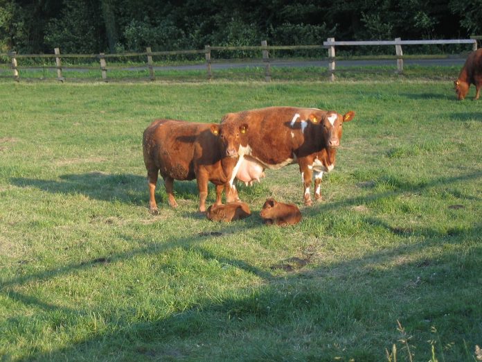 cattle-92064_1280