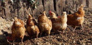 chickens