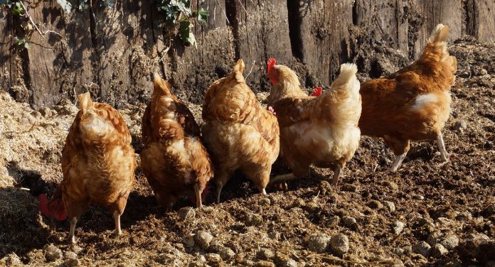 chickens chickens