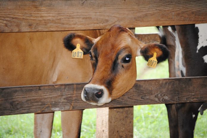 cow-1775200_1280