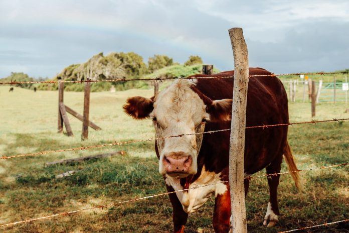 cow-940210_1280