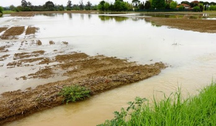 flooded field_osu Plant17 flooded field in Ohio