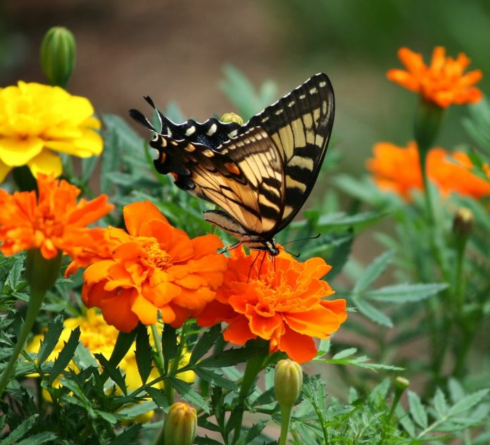 old-world-swallowtail-54874_1280