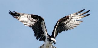osprey
