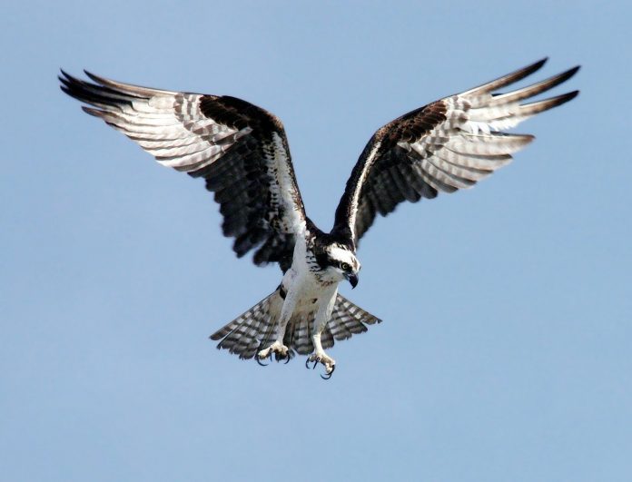 osprey osprey