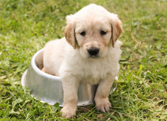 puppy-1207816_1280