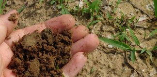 soil