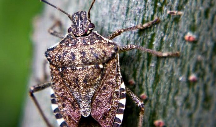 stinkbug stink bug, stinkbug, Ohio, soybeans,