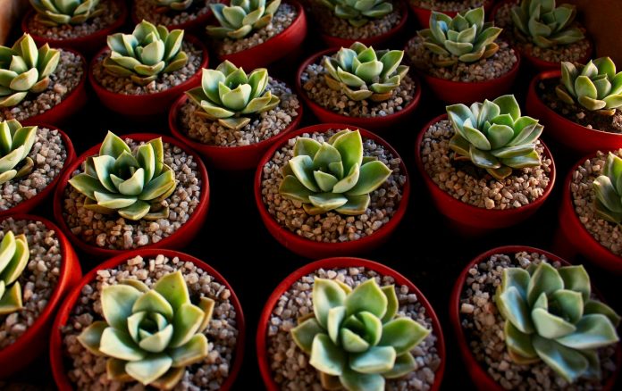 succulent-1976613_1280