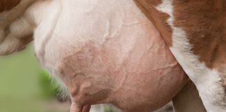 udder