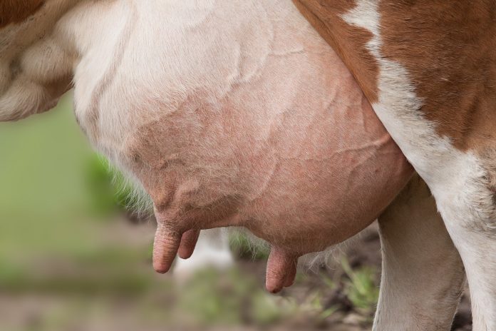 udder udder