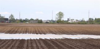flooded field