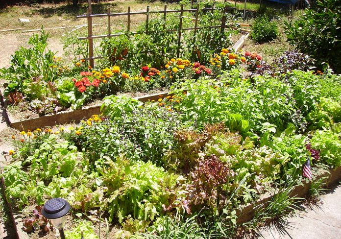 1024px-Raised_bed