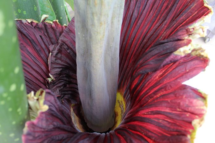 Corpse Flower