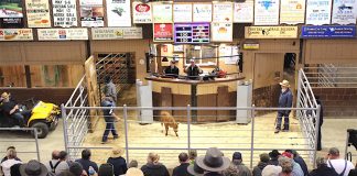 Mt. Hope Auction