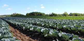 Cabbage at Artisan Acres
