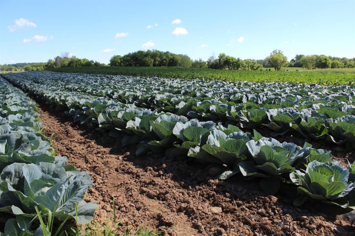 OEFFA cabbages Cabbage at Artisan Acres