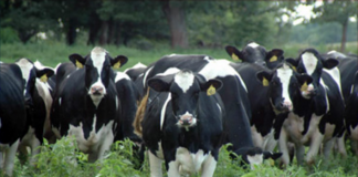 Holstein