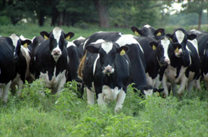 Holstein Holstein