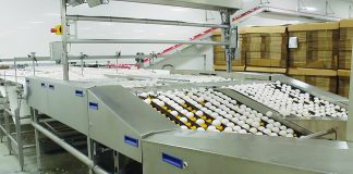 Sperry egg farm