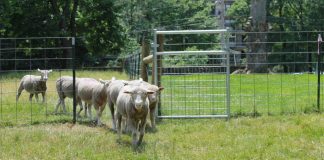 Sheep walking through gate