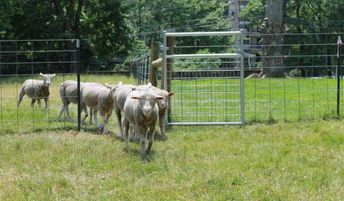 Urban sheep Sheep walking through gate