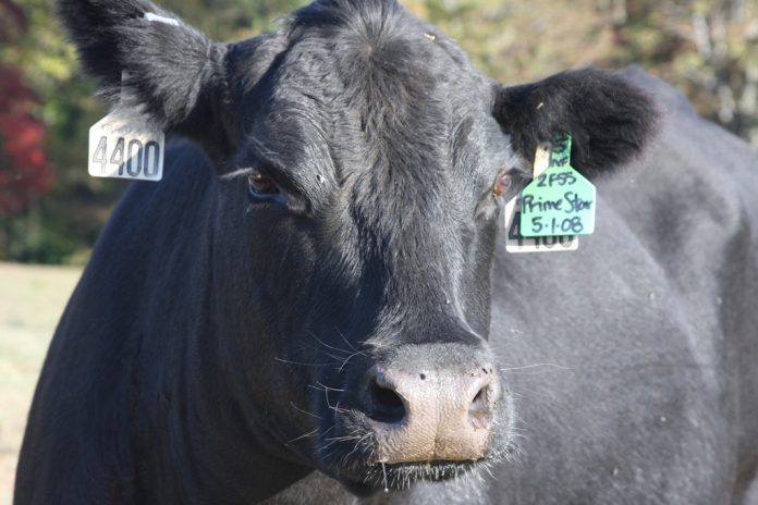 beef cow closeup.eartag.JPG copy