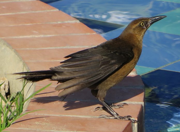 bird-1148288_1280
